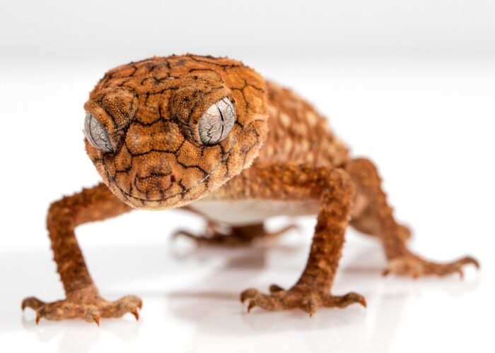 Awas Jangan Tertukar, Ini 5 Perbedaan Tokek dengan Gecko, Reptil yang Sangat Mirip!