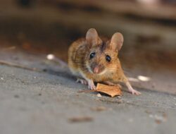 Cara Menangkap Tikus di Rumah, Paling Mudah dan Efektif Musnahkan Si Pengerat