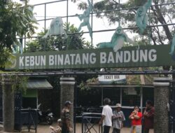 Peringati Imlek 2023, Kebun Binatang Bandung akan Gelar Pertunjukan Barongsai, Catat Tanggalnya!