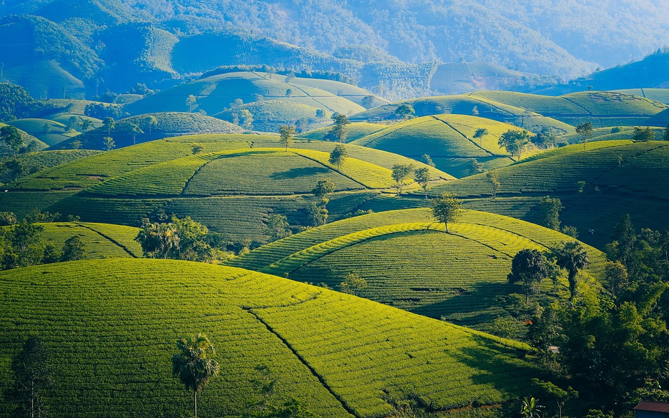erdasarkan data dari Kementrian Pertanian, provinsi Jawa Barat menjadi penyumbang terbesar sebanyak 70 persen.  Sejauh ini, penghasil teh hitam terbesar di Indonesia juga masih dipegang Jawa Barat. Ini dia 5 daerah penghasil terbesar di Indonesia.