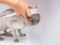 Cara Memandikan Kucing Peliharaan yang Aman, Dijamin Bersih dan Antiribet