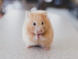 Sering Tertukar, Ini 6 Perbedaan antara Marmut dengan Hamster