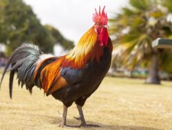 Asal-Usul Ayam Tidak Bisa Terbang dalam Cerita Rakyat Sunda