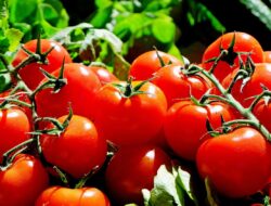 Selain Menyehatkan Mata, Inilah 5 Manfaat Makan Tomat yang Perlu Diketahui