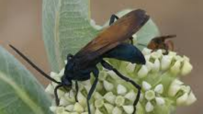 Waspada! Ini 6 Serangga Paling Berbahaya di Dunia, dari Semut hingga Lalat