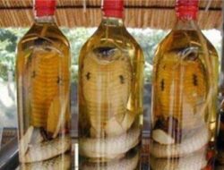 ‘Ngeri’ dari Namanya, Wine Ular Berbisa Ini Jadi Minuman Obat Tradisional di Tiongkok