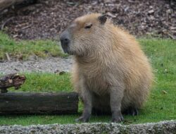 Fakta Unik Kapibara, Hewan yang dijuluki Masbro