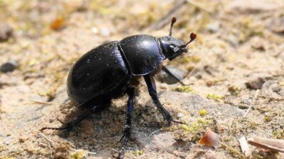 Alasan Bangsa Mesir Memuja Serangga Kumbang Kotoran, Dianggap sebagai Dewa?