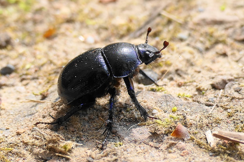 Kumbang Kotoran