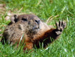 Mengenal Marmot Tanah, Hewan Unik dengan Julukan True of Hibernitiy