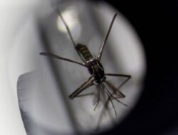 Usai Pulang dari Indonesia, Wanita Asal Korea Selatan Tertular Virus Zika