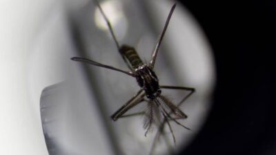 virus zika yang disebabkan oleh nyamuk