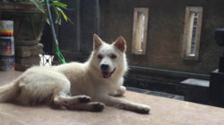 Menarik! Ini 5 Fakta Unik Anjing Kintamani Asal Bali, Tangguh Bak Serigala