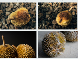 5 Rekomendasi Tempat Makan Durian Enak di Indonesia