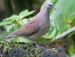 5 Mitos Burung Perkutut yang Dipercayai Masyarakat Jawa