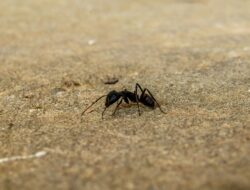 3 Cara Ampuh Mengusir Semut di Rumah