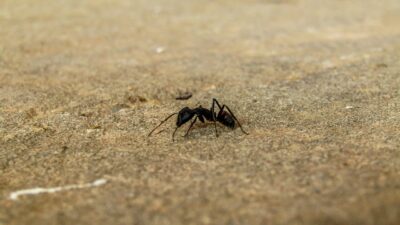 cara ampuh hilangkan semut di rumah