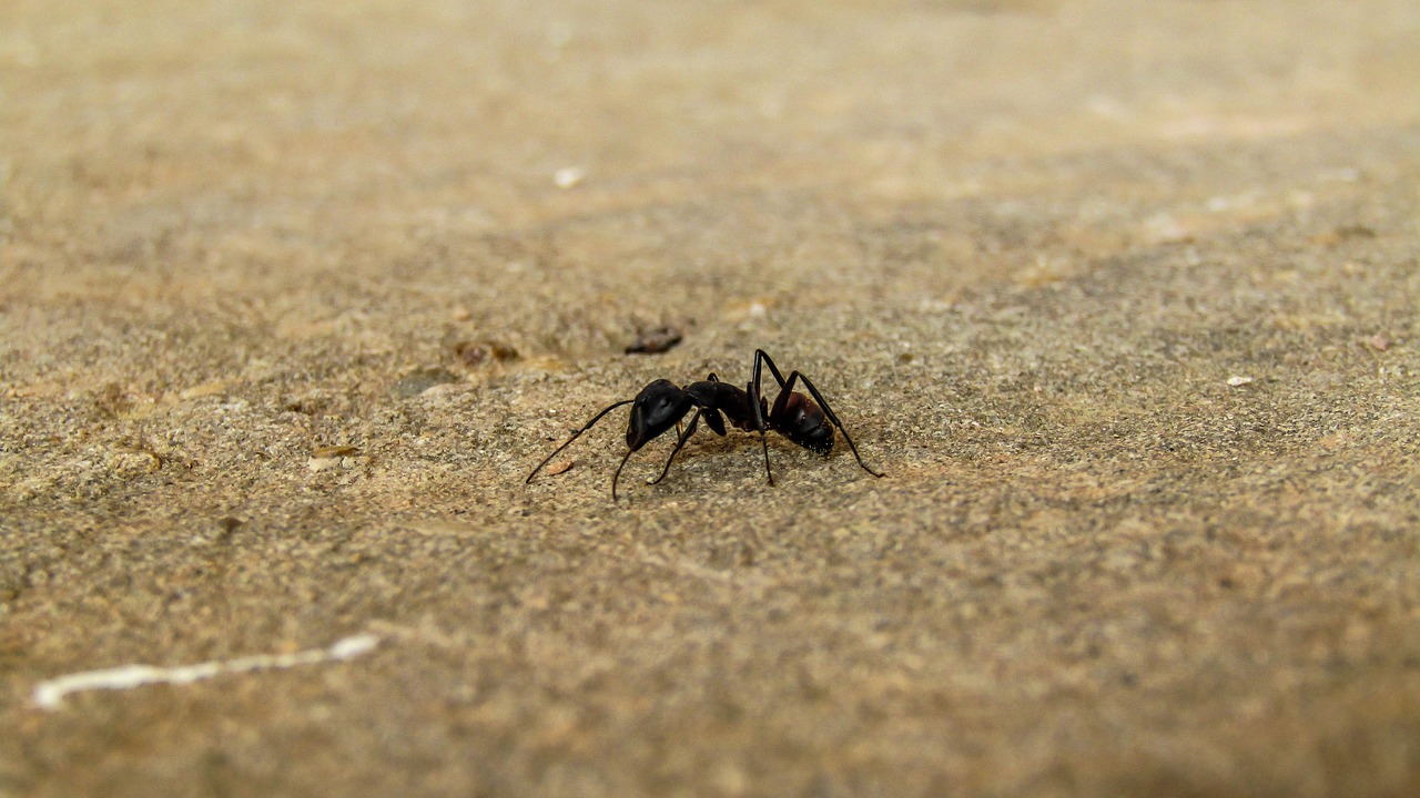 cara ampuh hilangkan semut di rumah