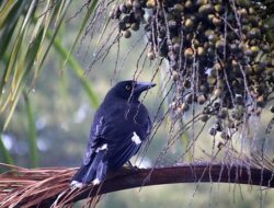 Mirip dengan Gagak, Ini 5 Mitos Burung Srigunting yang Beredar di Tengah Masyarakat