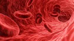 6 Fungsi Darah Bagi Umat Manusia