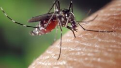 5 Faktor yang Membuat kita Sering Digigit Nyamuk, Wah Kenapa ya Kira-kira?