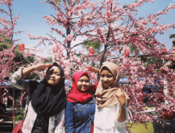 Menikmati Bunga Sakura di Kebun Raya Cibodas, Cianjur