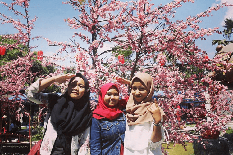 Menikmati Bunga Sakura di Kebun Raya Cibodas, Cianjur