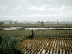 Dinas Pertanian Cirebon Siapkan Sejumlah Langkah untuk Hadapi Potensi Kemarau Panjang