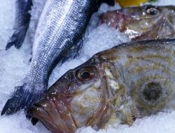 8 Manfaat Ikan Dori Bagi Kesehatan Tubuh, Lezat dan Kaya Nutrisi!