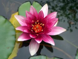 Mengenal Bunga Seroja atau Lotus, Si Bunga Sempurna yang Mekar di Musim Semi