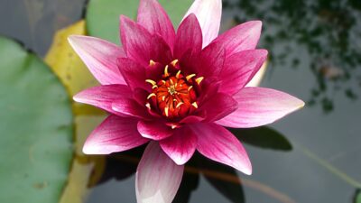 Mengenal Bunga Seroja atau Lotus, Si Bunga Sempurna yang Mekar di Musim Semi