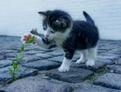 9 Tips Memelihara Kucing di Rumah agar Bebas Penyakit