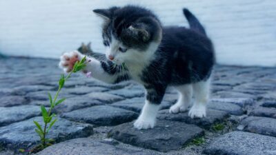 Bahaya Bulu Kucing Bagi Kesehatan, Jangan Anggap Sepele