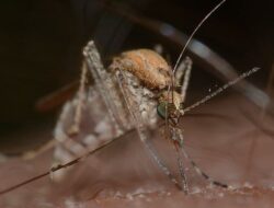 Ternyata Nyamuk Jadi Hewan Paling Mematikan di Dunia, Angka Kematian Akibat Hewan Ini Mencapai 500 Ribu Jiwa Pertahun