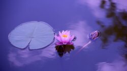 3 Perbedaan Tanaman Lotus dan Teratai