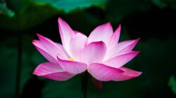 Manfaat Bunga Lotus Bagi Kehidupan Manusia di Bumi