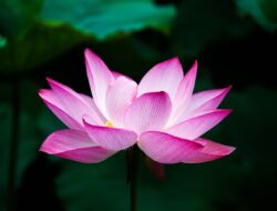 5 Manfaat Bunga Lotus Bagi Kehidupan Manusia di Bumi