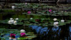Cara Menanam dan Merawat Bunga Lotus yang Baik bagi Pemula
