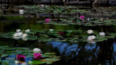 Cara Menanam dan Merawat Bunga Lotus yang Baik bagi Pemula