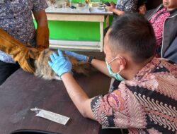 Vaksinasi Rabies dan Flu Burung Gratis Digelar di Cimahi