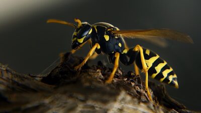 Hati-hati! Ini 6 Jenis Gigitan Serangga yang Wajib Kamu Waspadai
