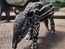 Diberi Nama Gantari, Kelahiran Anak Tapir Jadi Penghuni Baru di Kebun Binatang Bandung