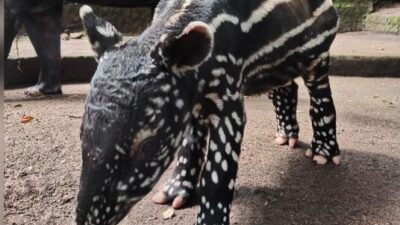 anak tapir kebun binatang bandung