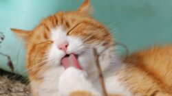 7 Jenis Makanan Manusia yang Aman Dikonsumsi oleh Kucing, Pastikan Nutrisi dan Gizinya Baik