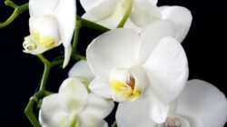 7 Jenis Bunga yang Cocok Berada di dalam Rumah, Bikin Ruangan Lebih Estetik
