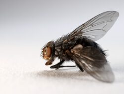 Mengenal Dibalik Penciptaan Lalat yang Terkandung dalam Al Qur’an