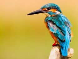 TAK DISANGKA, Manfaat Mendengar Kicauan Burung Bisa Jadi Terapi Kesehatan Mental