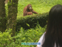Kebun Binatang Bandung Tetap Ramai Meski dalam Polemik
