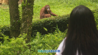 Sengketa Lahan Kebun Binatang Bandung: Pemkot Layangkan Surat Peringatan Terakhir