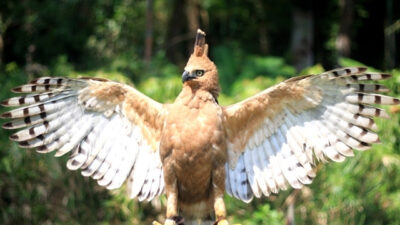 Mengenal Lebih Dekat Elang Jawa, Si Burung Lambang Pancasila
